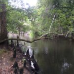 Cypress knees along Ivey Branch