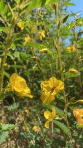 Partridge pea is an important high-protein food source for bobwhite quail, and its seeds persist through fall and winter
